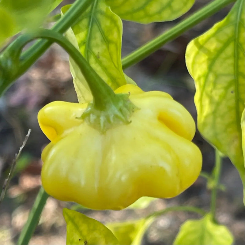 Helle gelbe brazilian chili pepper samen für aussaat