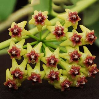 Light gelb-braun hoya blumen in garten
