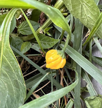 Helle gelbe chili peppers wachsend on pflanze