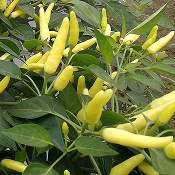 Helle gelbe chili samen für aussaat
