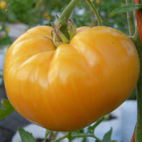 Helle gelbe riesige tomato pflanze in garten