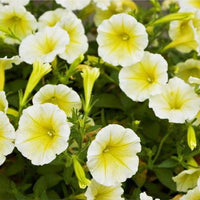 Light gelb petunia samen for anpflanzung