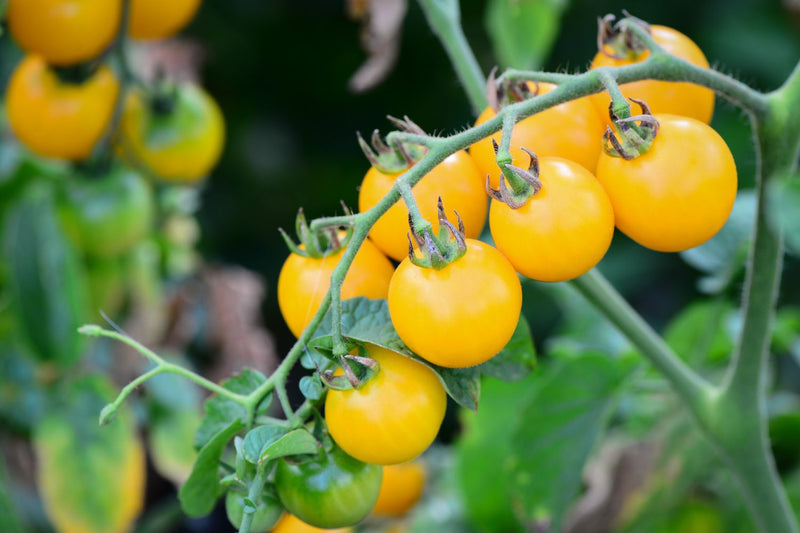 Helle gelbe tomato samen für home garten aussaat
