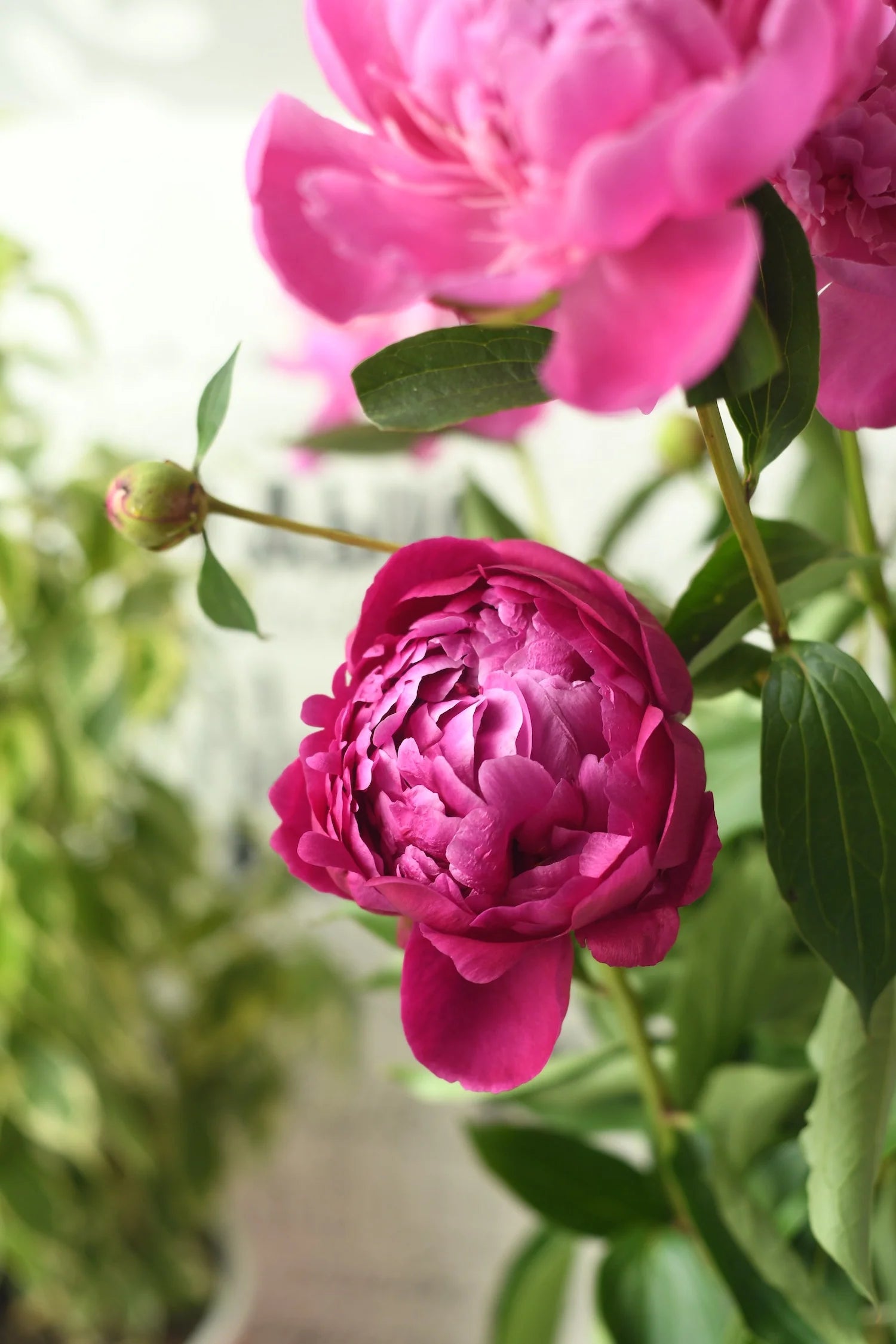 Rosa Blumensamen zur Aussaat duftend Blüten Traditionssorte & ohne Gentechnik Samen Hausgarten