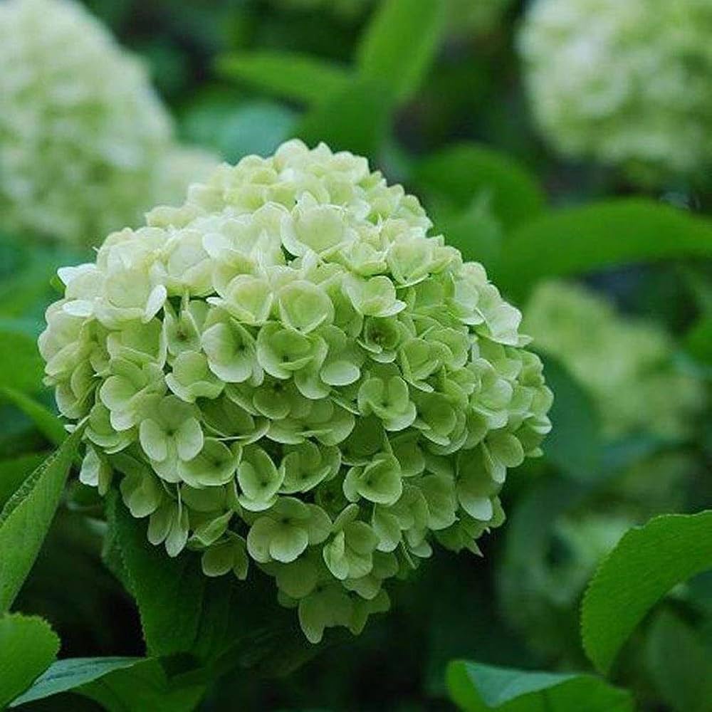 Large light grün hydrangea blooms from samen