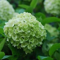 Large light grün hydrangea blooms from samen