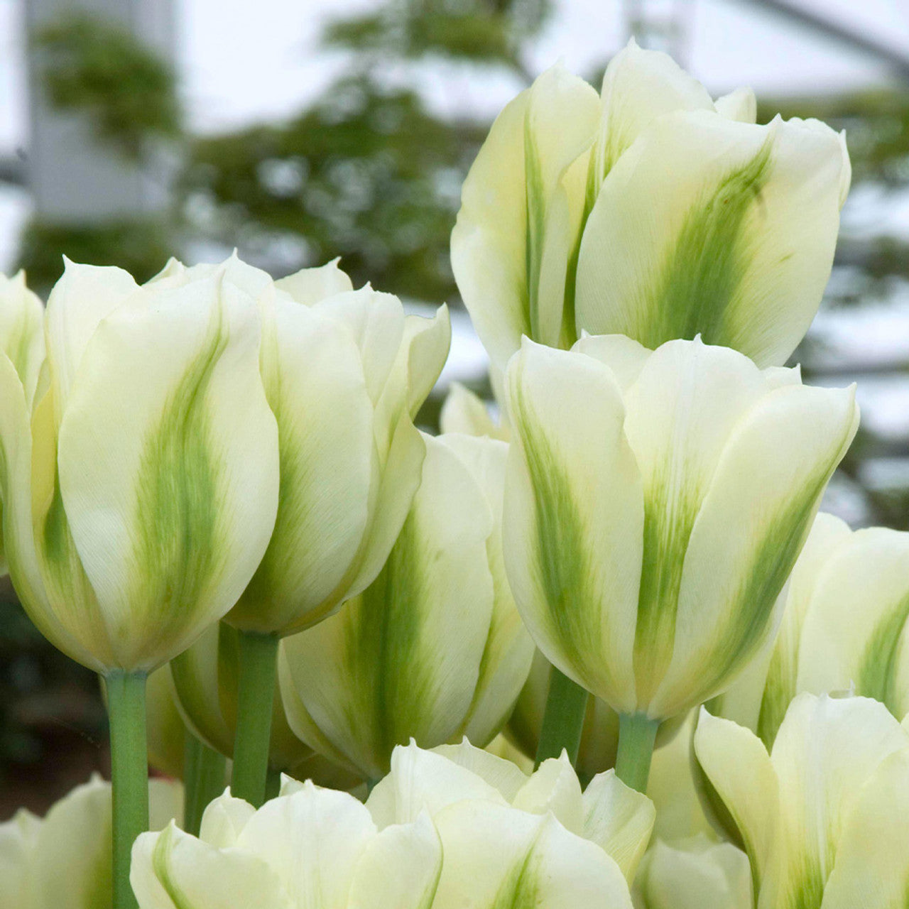Light-grün-tulip-blume-samen