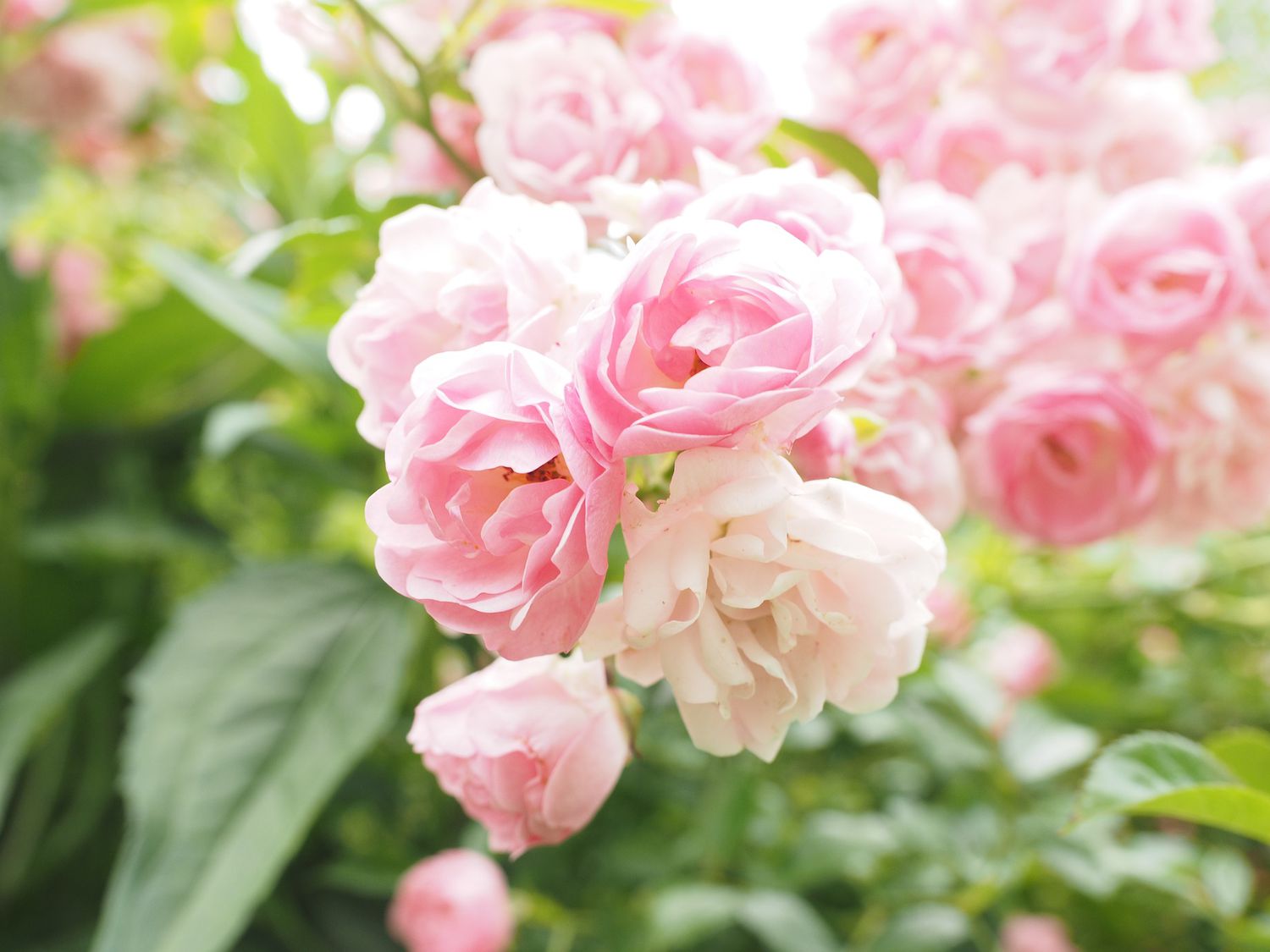 hell Rosa Miniature Rose Samen zur Aussaat farbenfroh Schau Traditionssorte & ohne Gentechnik Samen Hausgarten