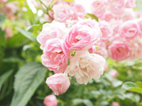 hell Rosa Miniature Rose Samen zur Aussaat farbenfroh Schau Traditionssorte & ohne Gentechnik Samen Hausgarten