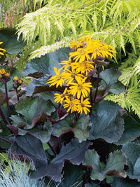 Ligularia Blume Samen zur Aussaat leuchtend Garten Blüten