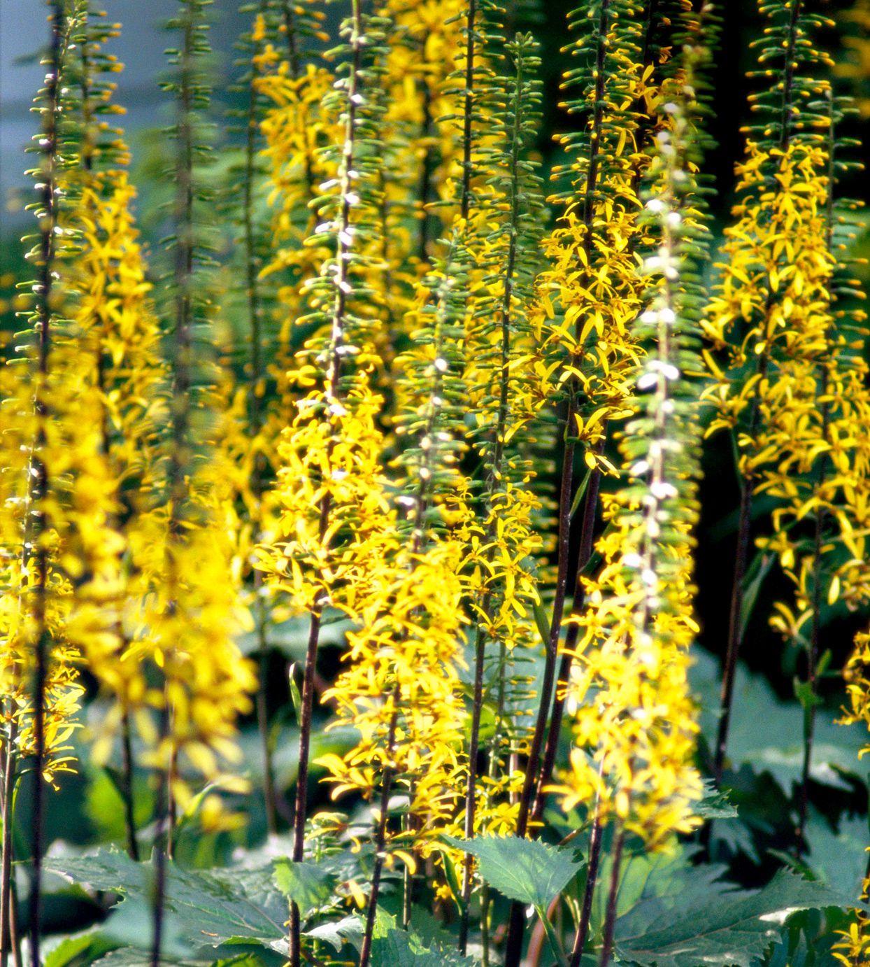 Ligularia pflanze with large decorative grün leaves
