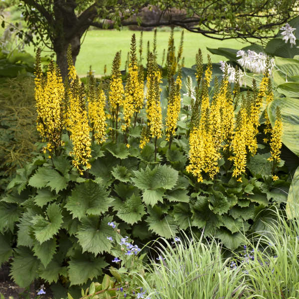 Gelb ligularia pflanzen in shady garten area