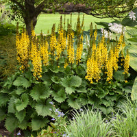 Gelb ligularia pflanzen in shady garten area