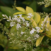 Weiß Ligustrum Blume Samen zur Aussaat üppig Foliage und duftend Blüten Garten