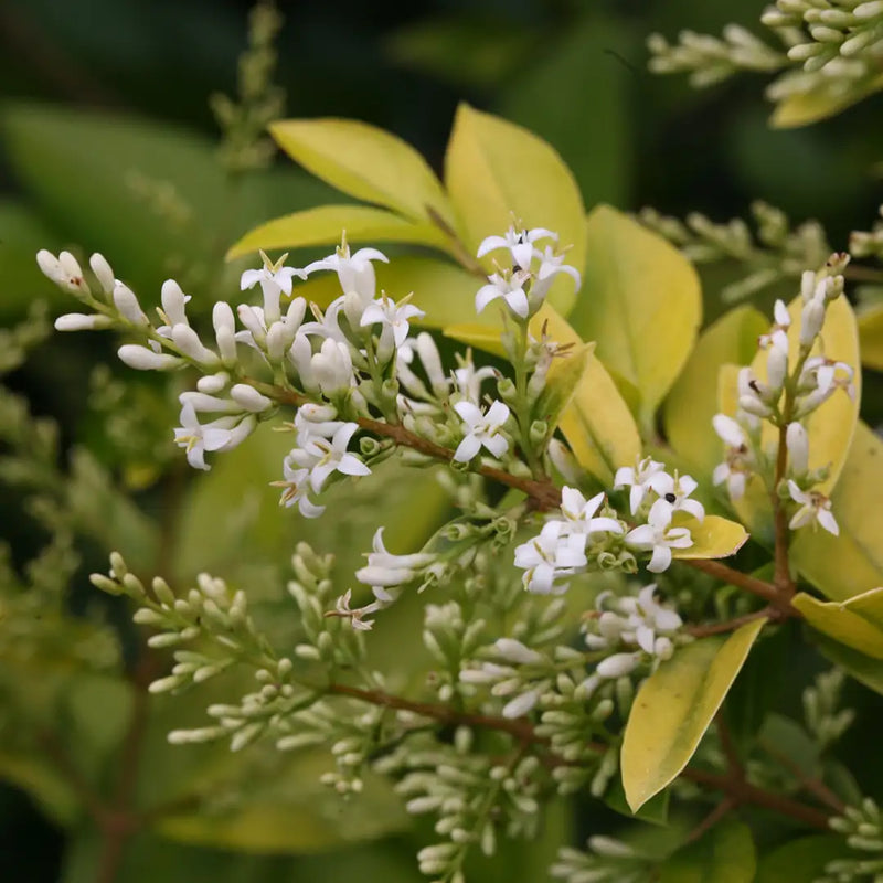 Weiß Ligustrum Blume Samen zur Aussaat üppig Foliage und duftend Blüten Garten