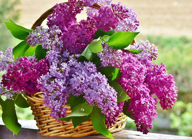 Lila Mescal Blumensamen zur Aussaat – kompakt Wuchs – Traditionssorte & ohne Gentechnik Samen Hausgarten