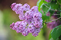 Lilac Lila Blume Samen zur Aussaat – mehrjährig Garten Blüten
