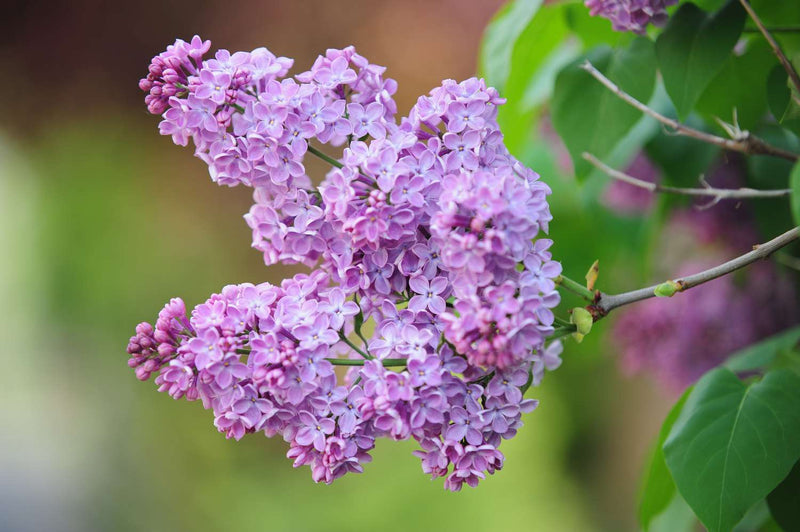 Lilac Lila Blume Samen zur Aussaat – mehrjährig Garten Blüten