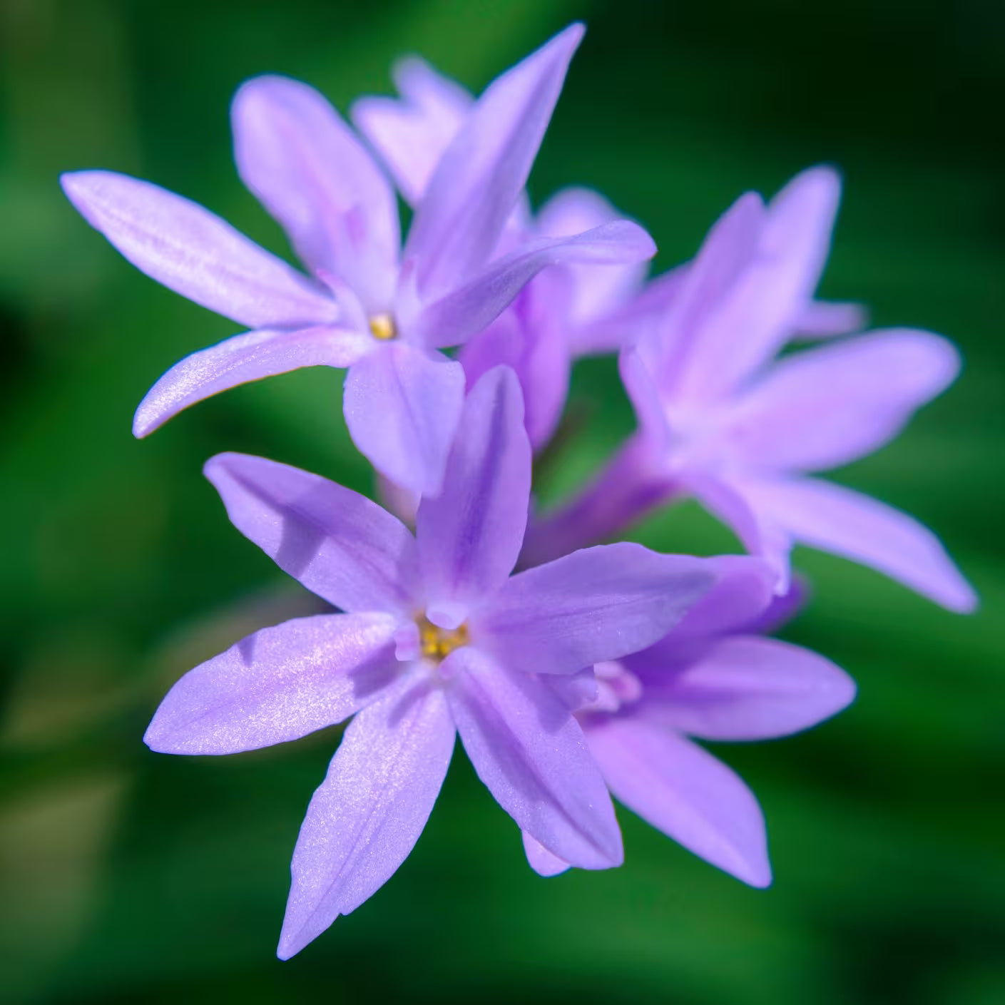 Mischung Agapanthus Blumensamen zur Aussaat – ideal Rabatten – Traditionssorte & ohne Gentechnik Samen Hausgarten