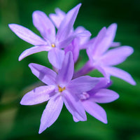 Mischung Agapanthus Blumensamen zur Aussaat – ideal Rabatten – Traditionssorte & ohne Gentechnik Samen Hausgarten