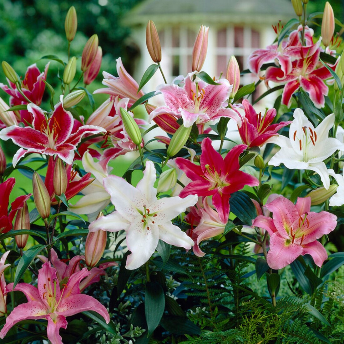 Lilium Mischung Samen zur Aussaat – leuchtend Garten Blüten Frühling & Fall