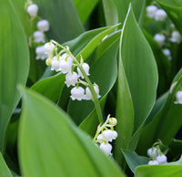 Weiß Rich Aroma Blumensamen zur Aussaat – farbenfroh Schau – Traditionssorte & ohne Gentechnik Samen Hausgarten