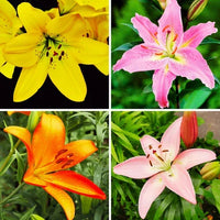 Lilium Mischung Samen zur Aussaat – leuchtend Garten Blüten Frühling & Fall