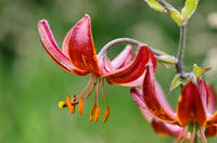 Lilium Martagon Blumensamen zur Aussaat lang Blüte Saison Traditionssorte & ohne Gentechnik Samen Hausgarten