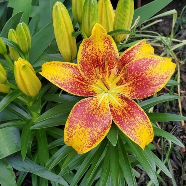 Close-up of gelb rot lilium petals