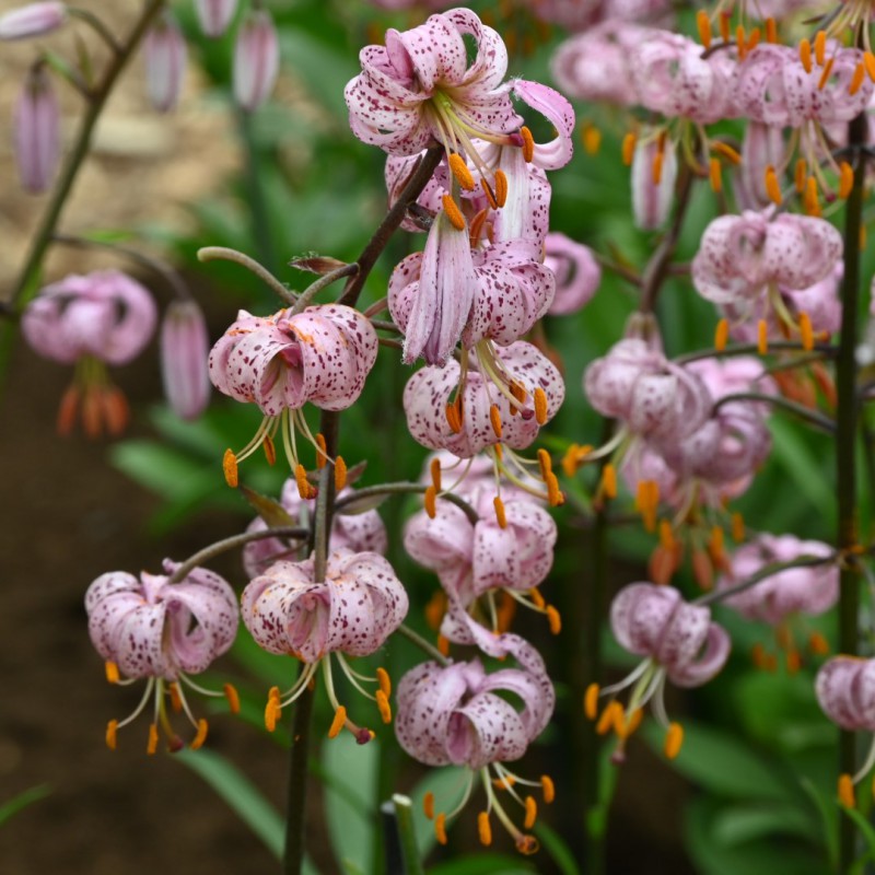 Lilium Martagon Blumensamen zur Aussaat leuchtend Traditionssorte & ohne Gentechnik Samen Hausgarten