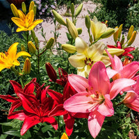 Mixed lily blumen blooming in garten bed
