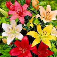 Mixed lily blooms in vibrant colors