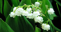 Lilie the Valley Blumensamen zur Aussaat – saisonal Dauerblüher – Traditionssorte & ohne Gentechnik Samen Hausgarten