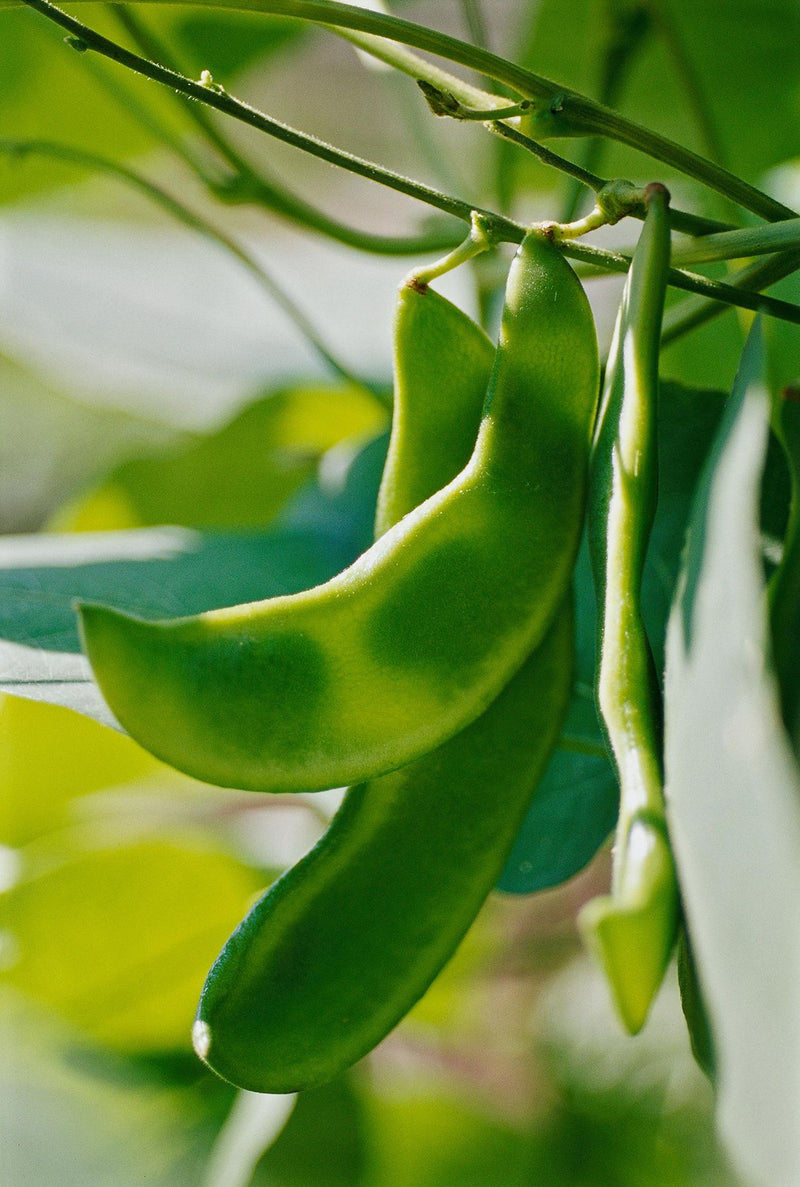Green Lima Bean Samen for Gemüse Planting