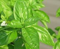 Lime Basil Anbau in Garten with Green Leaves and White Blumen