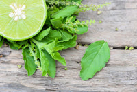 Lime Basil Samen Ocimum basilicum Aromatic Green Kraut Variety