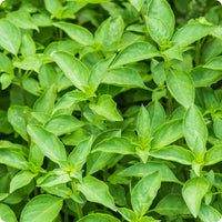 Lime Basil Samen with detailed Aussaat and Anbau guide