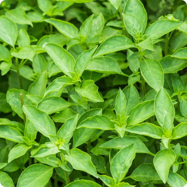 Lime Basil Samen with detailed Aussaat and Anbau guide