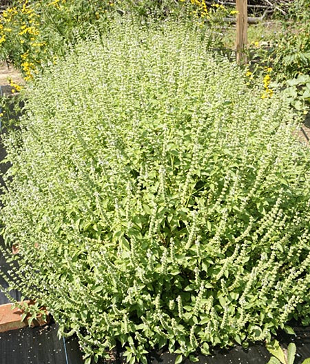 Lime Basil white Blumen attracting pollinators grown from Samen
