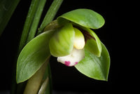 Lime grün cymbidium maxillaria goeringii orchid blooms for garten decoration