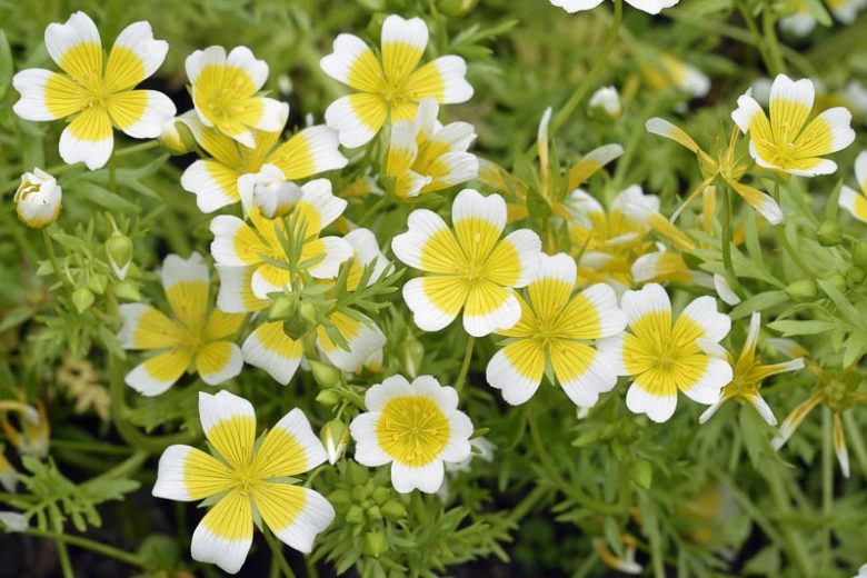 Weiß Gelb Limnanthes Douglasii Blumensamen zur Aussaat – saisonal Dauerblüher – Traditionssorte & ohne Gentechnik Samen Hausgarten