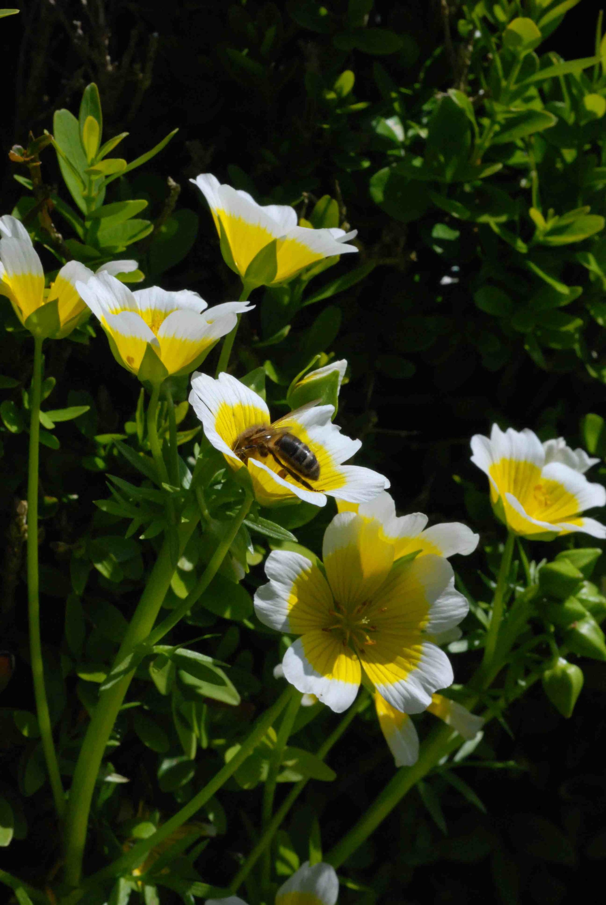 Limnanthes douglasii garten – easy to grow pollinator blumen