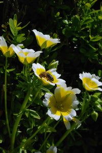 Limnanthes douglasii garten – easy to grow pollinator blumen
