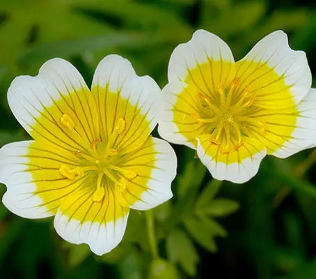 Weiß Gelb Limnanthes Douglasii Blumensamen zur Aussaat – saisonal Dauerblüher – Traditionssorte & ohne Gentechnik Samen Hausgarten