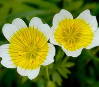 Weiß Gelb Limnanthes Douglasii Blumensamen zur Aussaat – saisonal Dauerblüher – Traditionssorte & ohne Gentechnik Samen Hausgarten