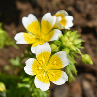 Weiß Gelb Limnanthes Douglasii Blumensamen zur Aussaat – saisonal Dauerblüher – Traditionssorte & ohne Gentechnik Samen Hausgarten
