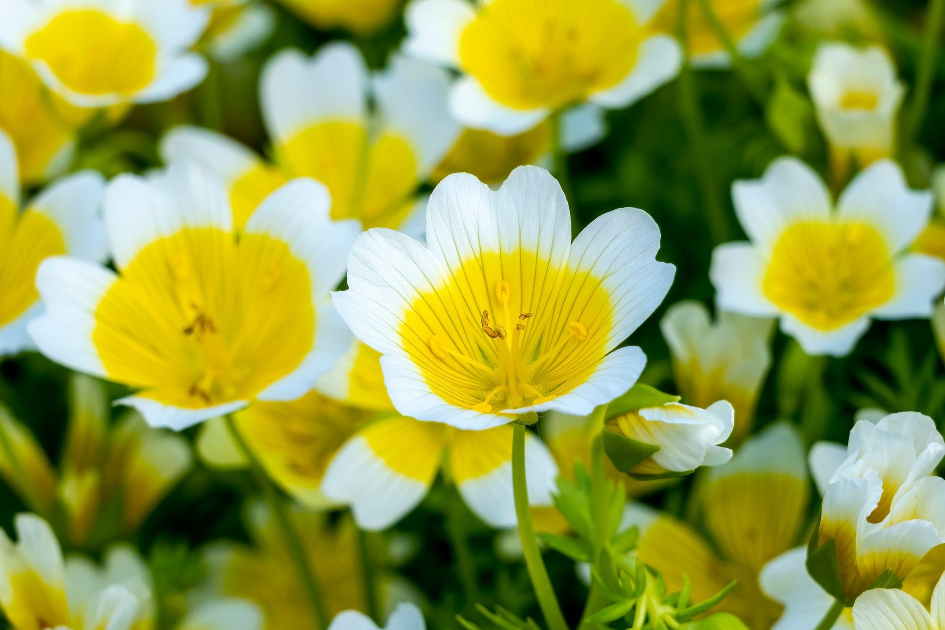 Limnanthes blume blooms – bright gelb and weiß garten blumen