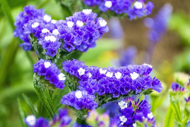 Sea Lavendel Blumensamen zur Aussaat – Bestäuber freundlich – Traditionssorte & ohne Gentechnik Samen Hausgarten