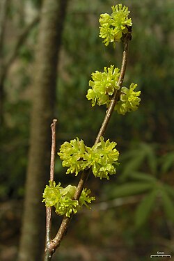 Lindera benzoin Anbau in native woodland landscape