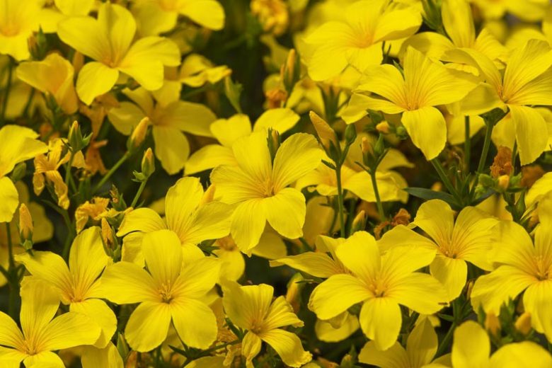 Traditionssorte Linum Flavum Blumensamen zur Aussaat Wildblume Mischung Traditionssorte & ohne Gentechnik Samen Hausgarten